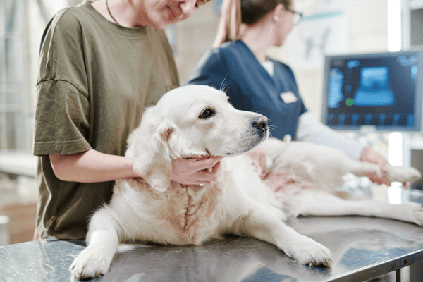 Kontrola psa u veterináře